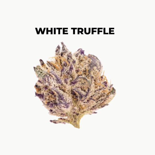 northeast alternatives - NEA Fire | White Truffle | Flower | 7G - 1
