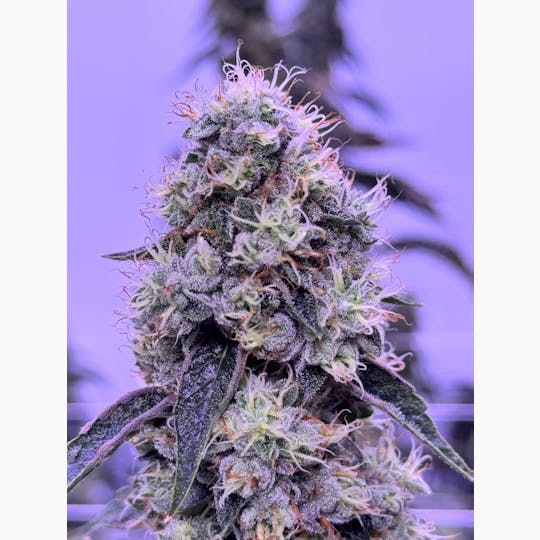 Sticky Status - Diamond Cut Og - 3.5g Jar - 1