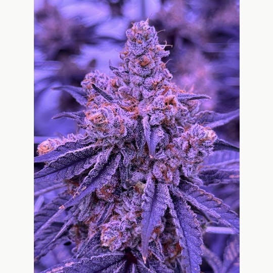 Sticky Status - Lava Dream - 3.5g Jar - 1