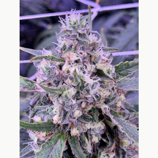 Sticky Status - Clementine - By DNA Genetics 3.5g Jar - 1