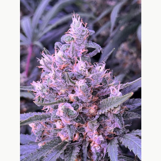 Sticky Status - Blue Dream (Original Cut) 3.5g Jar - 1