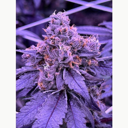 Sticky Status - Dejavu - 3.5g Jar - 1