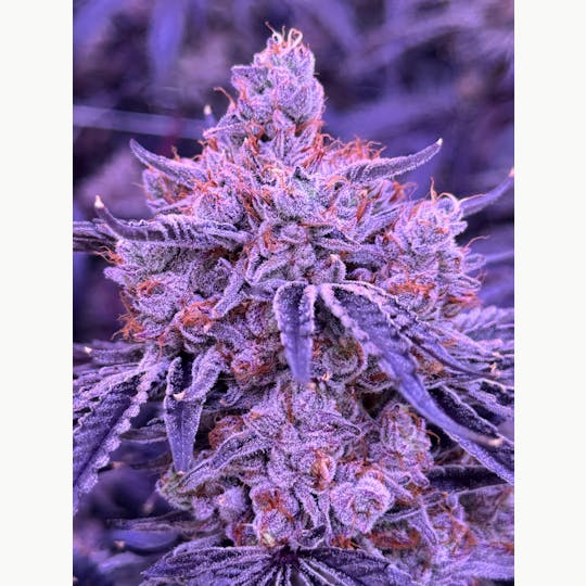 Sticky Status - Lemon Cherry Blossom - 3.5g Jar - 1