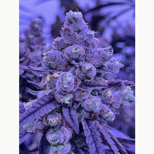 Sticky Status - Bon Bon Runtz - 3.5g Jar - 1