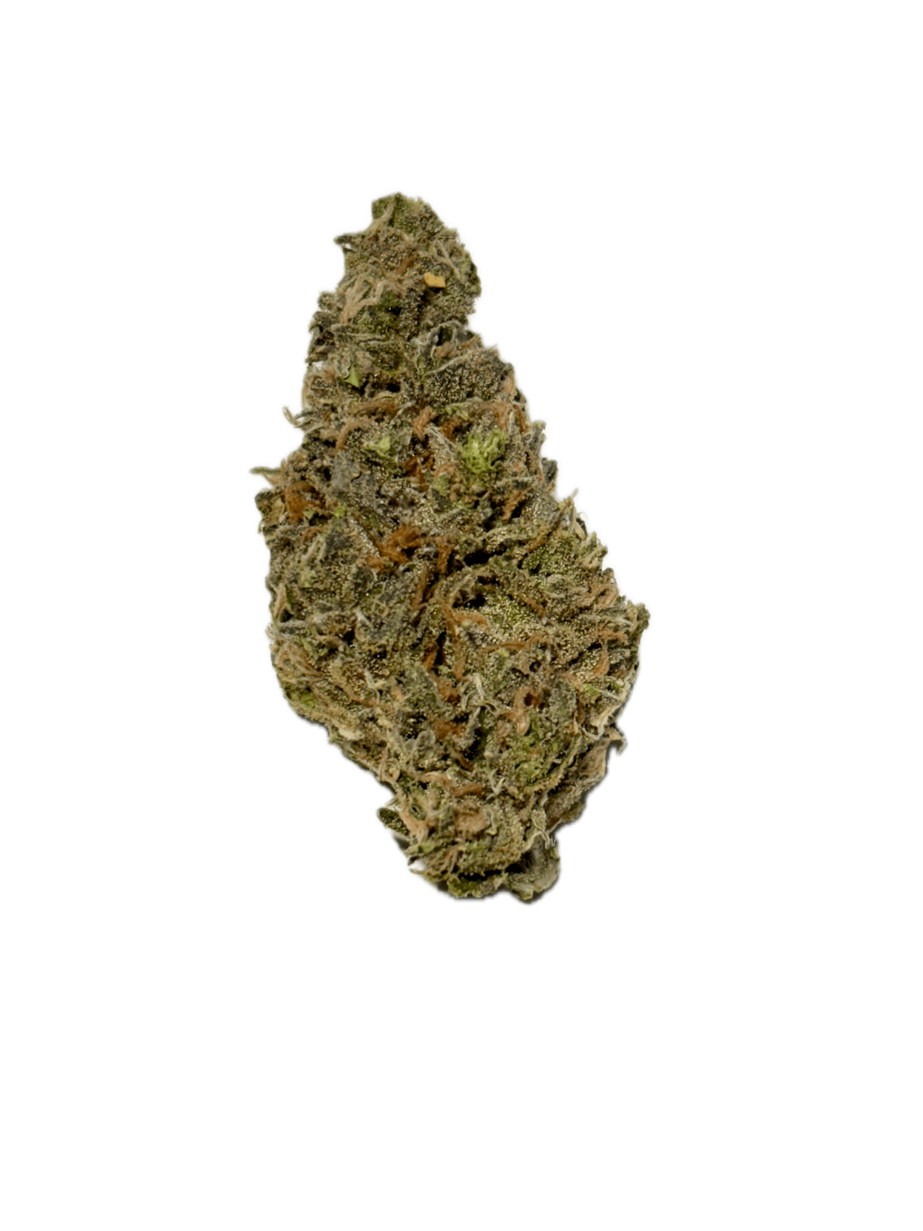 Dynastree - Polar Dog I 75%I 25%S - 1