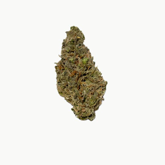 Dynastree - Polar Dog I 75%I 25%S - 1