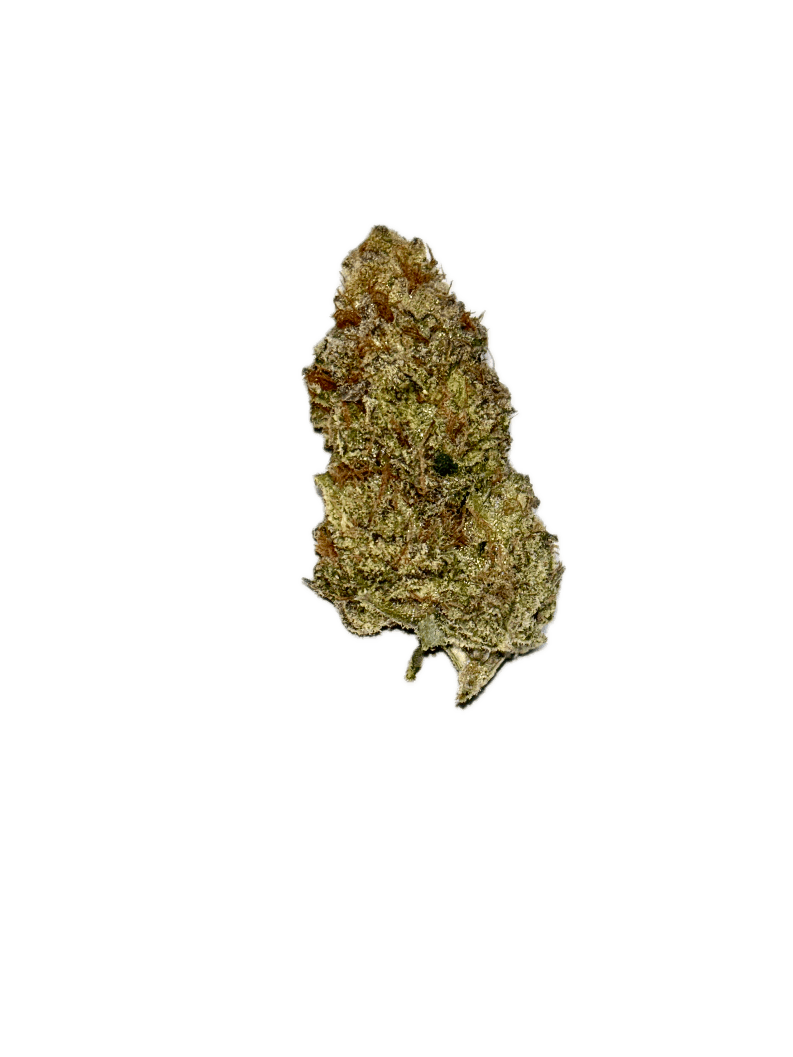 Dynastree - Gary Poppins I 50%I 50%S - 1