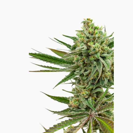 Resonant Cultivation - Fresh Powder - 1