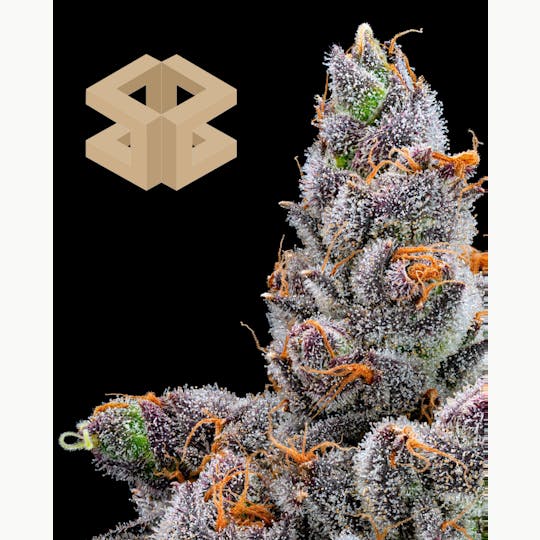 Burly Botanicals - Burly Botanicals | Money Ball #9 | 14G Pre-Pack - 1