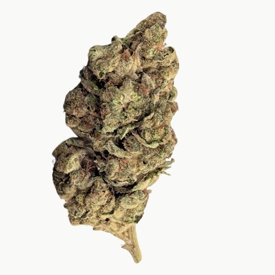 LA Native - Papaya Smoothie - Mixed Light - 1