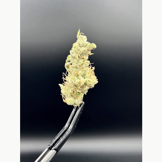 The Garden of Gele - Abu Banana - 1