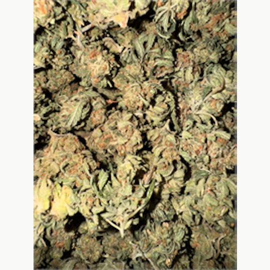 KING WEEDY CANNABIS - Gelato x Ting - 1