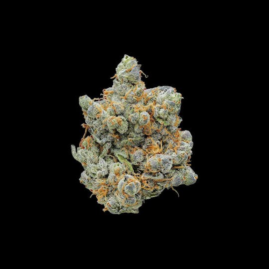 Auraz - Caleta Flower | Zkittlez - 1