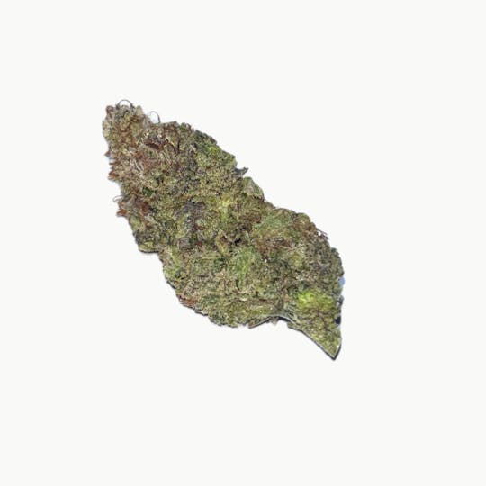 Dynastree - BC Blueberry I 80%I 20%S - 1