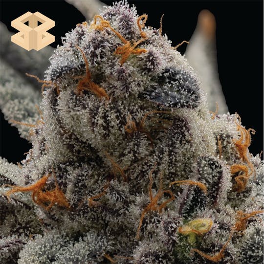 Burly Botanicals - Burly Botanicals | (Warheads x Maitai #4) #3 | 3.5g | Pre-Pack - 1