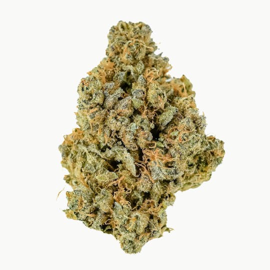 Prūf Cultivar - Prūf Cultivar | Prodigy #10 | Smalls | 14G - 1