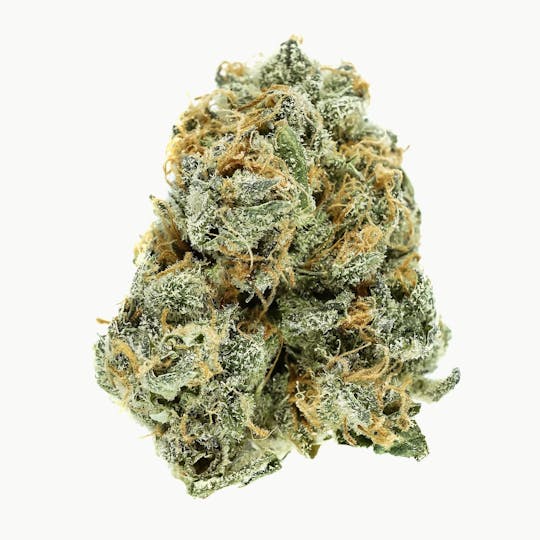 Prūf Cultivar - Prūf Cultivar | Tangie Biscotti | Flower | 28G - 1