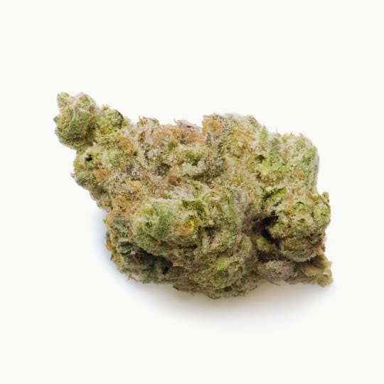 Prūf Cultivar - Prūf Cultivar | Smarties | Smalls | 7G - 1
