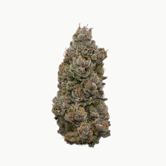 Enlighten - Permanent Chimera - Deli - 1