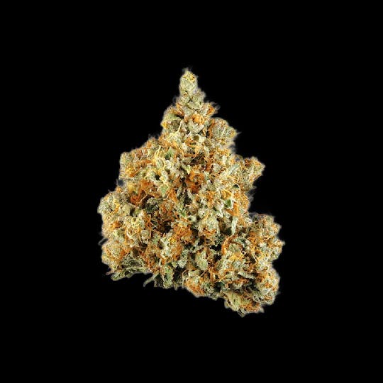 Auraz - Caleta Flower | Honey Cream - 1