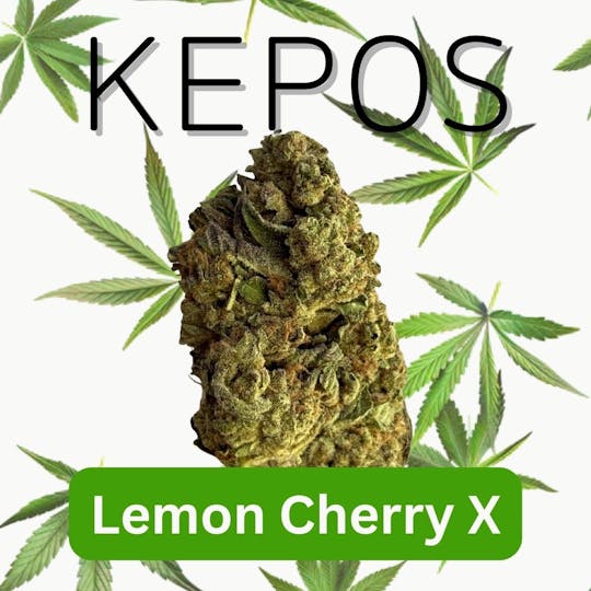 Nu Cannabis Brand - Kepos - Lemon Cherry X 28g - PREMIUM FLOWERS - 1