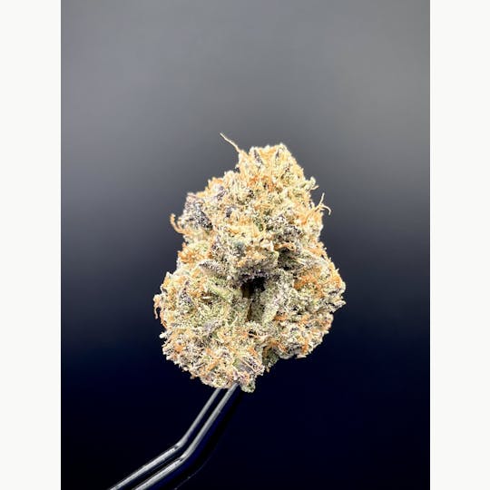 The Garden of Gele - Project Z - 1