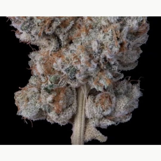 Khalifa Kush - Khalifa Mints Smalls - 7g - 1