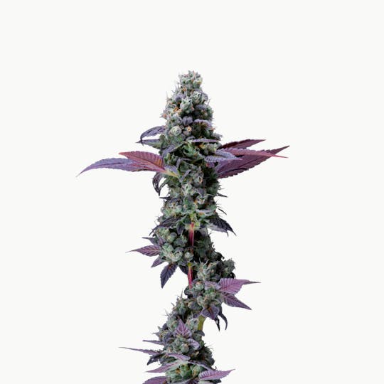 Resonant Cultivation - Notorious - 1