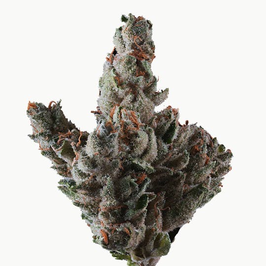 Frostiez - Gelato Freeze - Topshelf Indoor - New Drop - Indica - 1