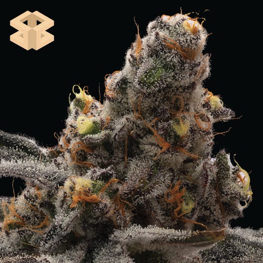 Burly Botanicals - Burly Botanicals | Lipsmacker #4 | 3.5G Pre-Pack - 1