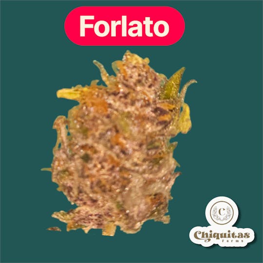Chiquitas Farms - Forlato - 1