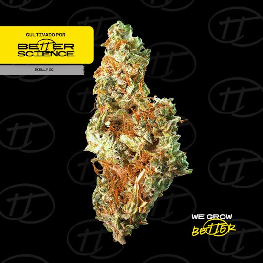 Better Science - BSC - Skelly OG Flower - 1