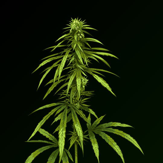 Sinse Cannabis - Sinse | Cornbread | Flower | 3.5G - 1