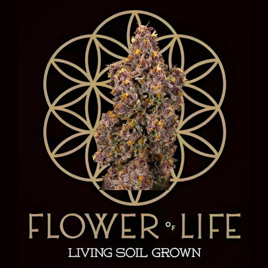 Flower of Life - Lemon Cherry Gelato | Flower | Deli - 1