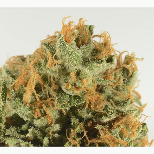 Bedford Grow - Bedford Grow | 3rd Coast Panama Chunk | Smalls | 7G - 1