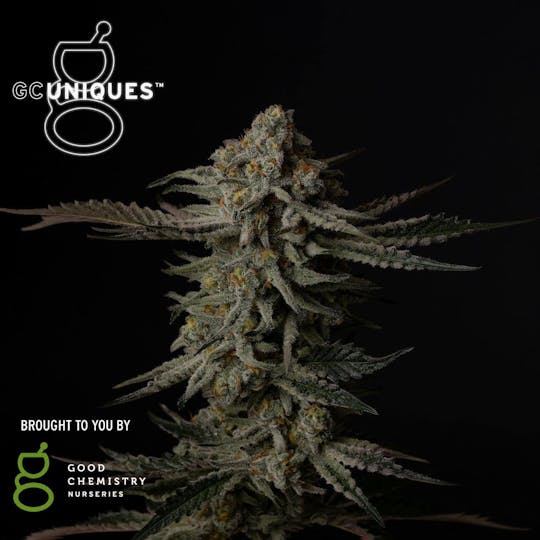 Good Chemistry - Cloudy Daze Flower | 3.5g - 1