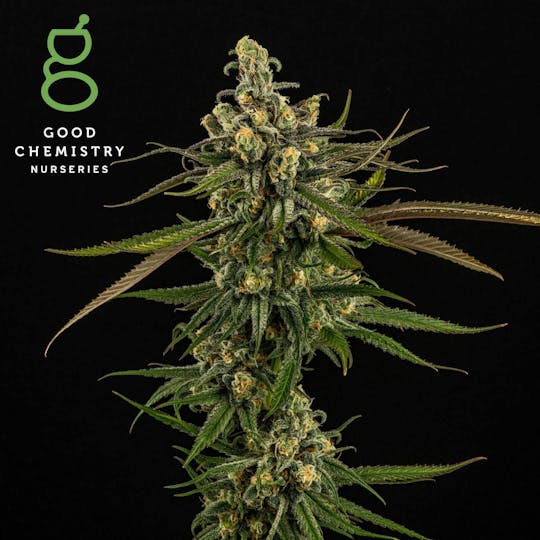 Good Chemistry - Blue Dream Flower | 3.5g - 1