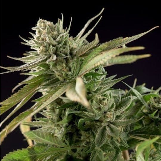 Good Chemistry - Ingrid Flower | 3.5g - 1
