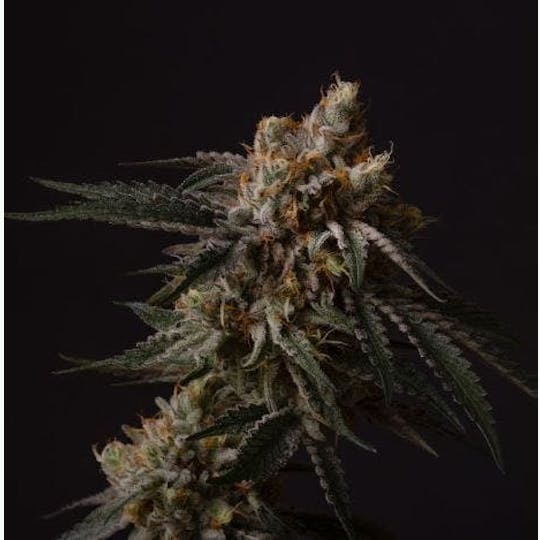 Good Chemistry - Summit Sauce Flower | 3.5g - 1