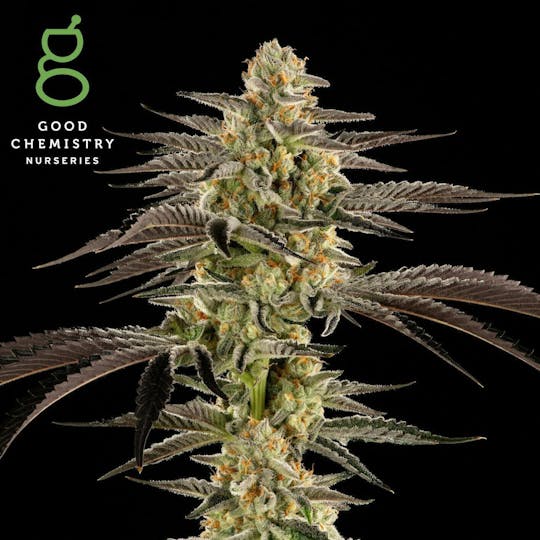 Good Chemistry - Apex Flower | 3.5g - 1