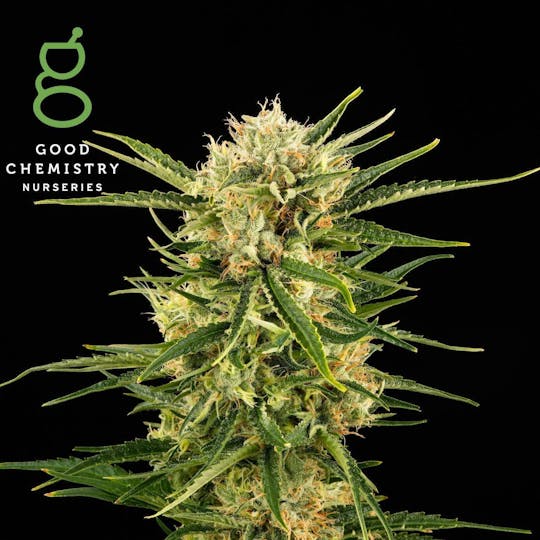 Good Chemistry - Durban Poison Flower | 3.5g - 1