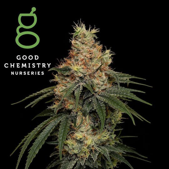 Good Chemistry - OG Kush Breath Flower | 3.5g - 1
