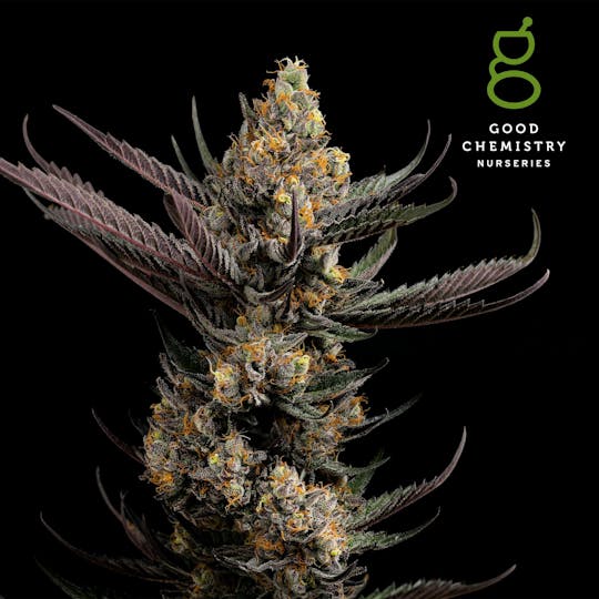 Good Chemistry - Spanish Moon Flower | 3.5g - 1