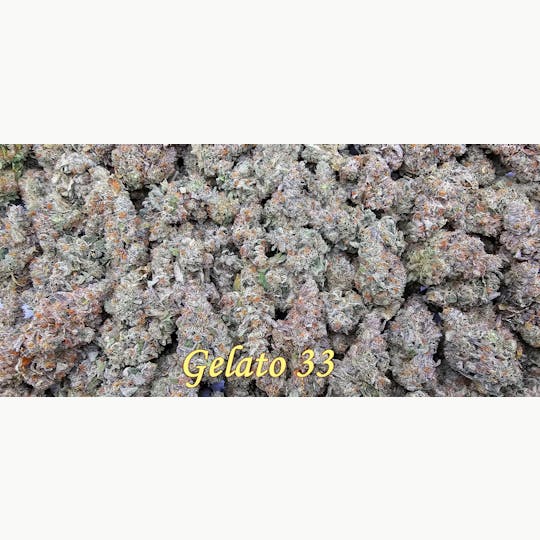 Scorpion Grass - Gelato 33 Flower - 1