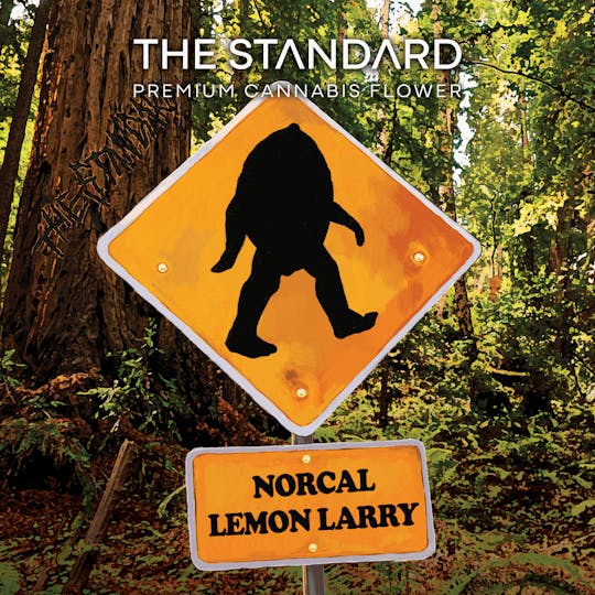 The Standard - The Standard - Norcal Lemon Larry Flower - 1