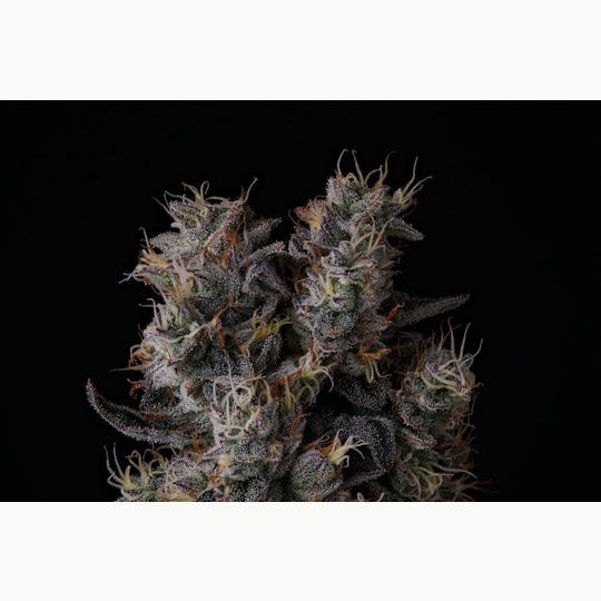 The Standard - The Standard - Lemon Cherry Gelato x Cap Junk Small Buds 14.15g - 1
