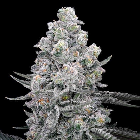 AETHER FIELDS - GELATOSPHERE // PREMIUM INDOOR - 14G - 1
