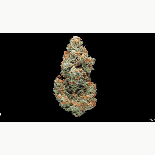 Allure - Jack Herer I Satva I 36.17% - 1