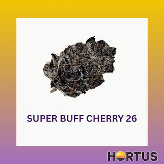 Hortus - Super Buff Cherry 26 - 1