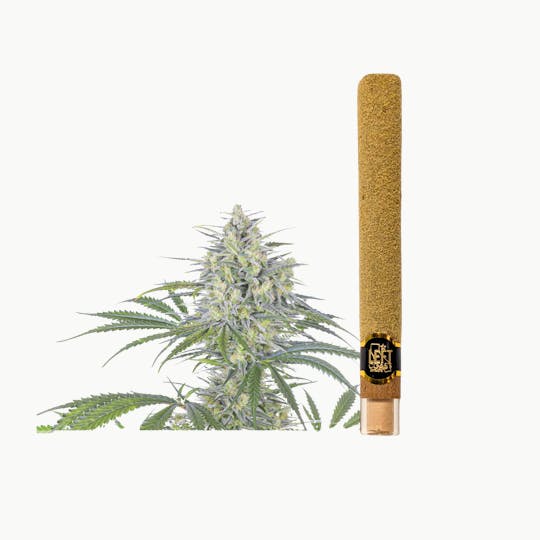 LEFT COAST - 2G - Orange Creamsicle Infused Blunt Roll - 1